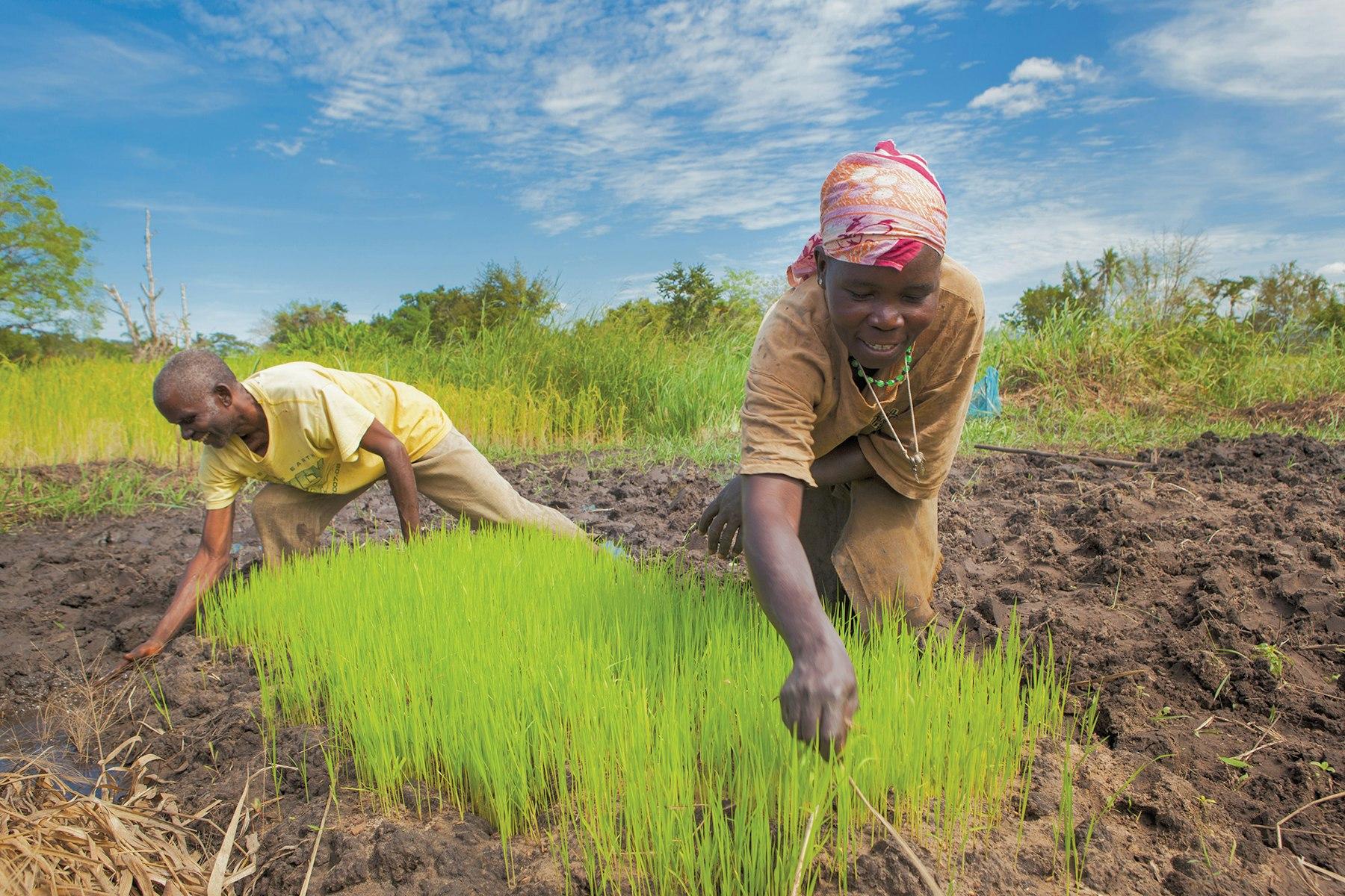 akf-tanzania-rice_field_in_nwangao_0.jpg