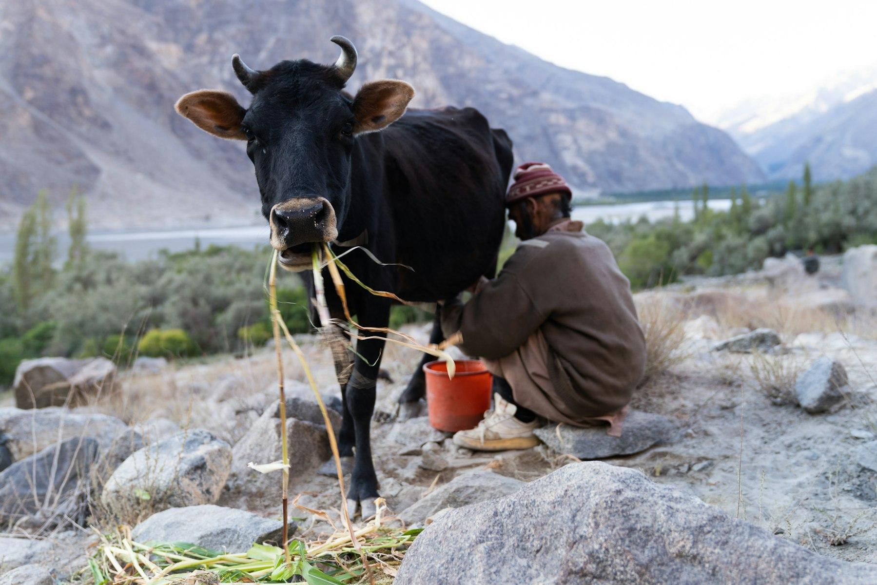 A man milks a cow amidst rocks, with a river and mountains in the background.