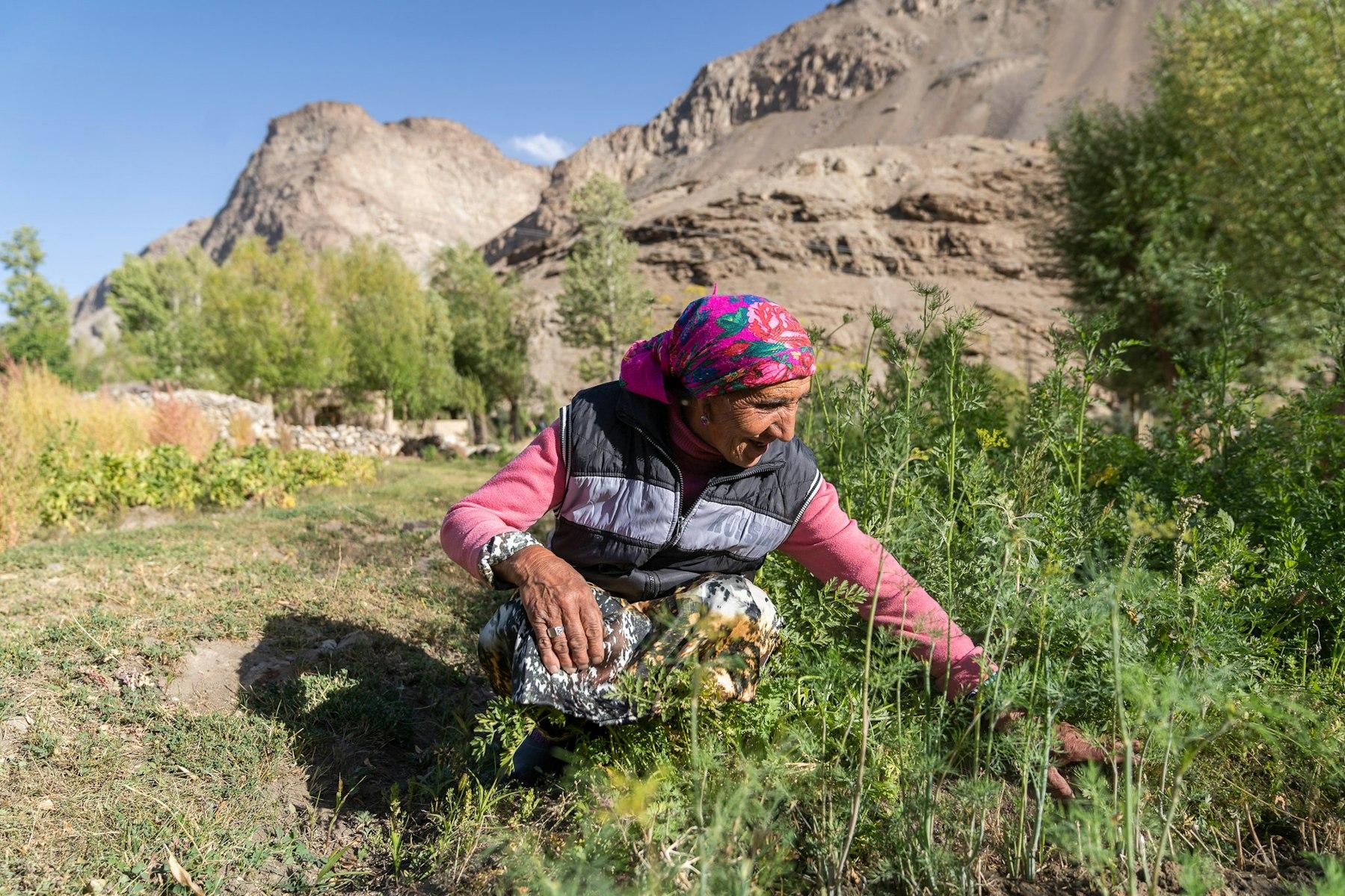 A woman squats to pick crops, with bare hills behind her.