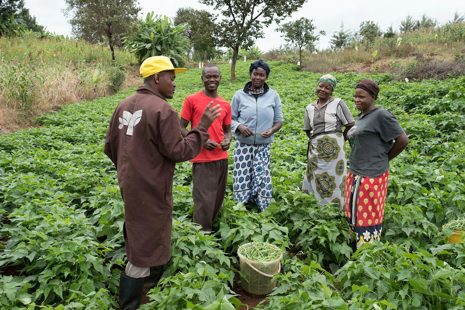 Farmers stand amid their bean crop, listening to a man in an overall with a Frigoken logo.