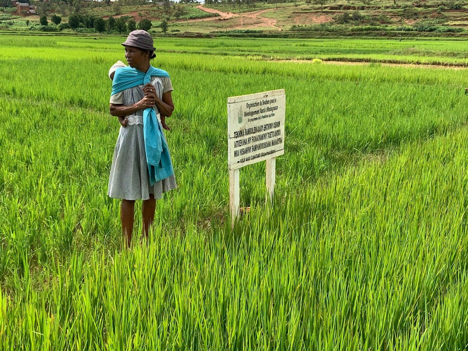 Irrigated Zanatany plots at the Madagascar Speedrice project