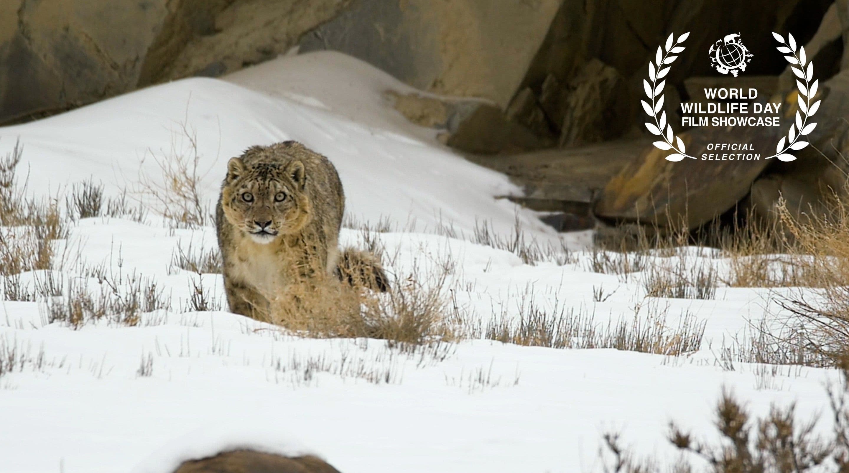 A leopard walks amidst snow towards the camera. Al logo saying “World Wildlife Day Film Showcase”.